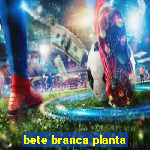 bete branca planta